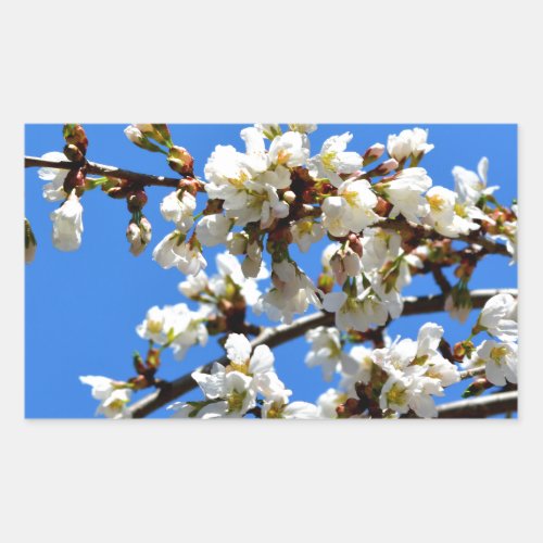 White flowering spring tree white floral blossom  rectangular sticker