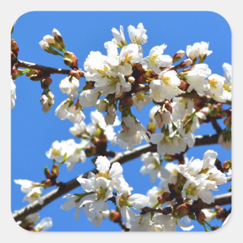 White flowering spring tree white floral blossom  square sticker