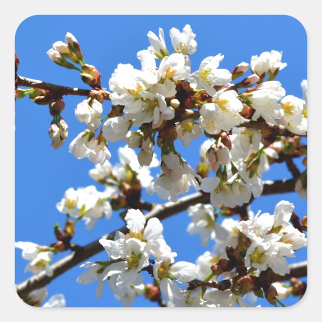 White flowering spring tree white floral blossom  square sticker (Front)