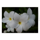 White Flowers (Front Horizontal)