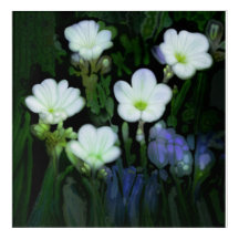WHITE FLOWERS acrylic print