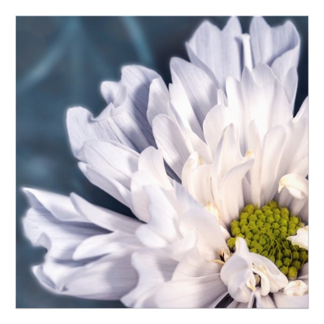 White flowers beautiful photo print (Front)