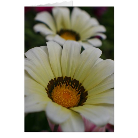 White flowers cards (Front)