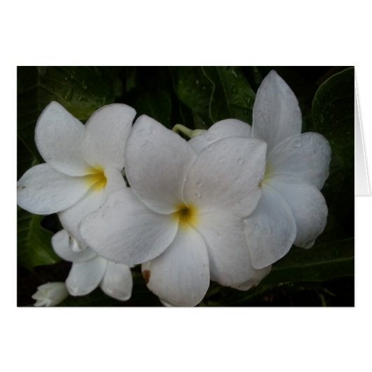 White Flowers Cards (Front Horizontal)