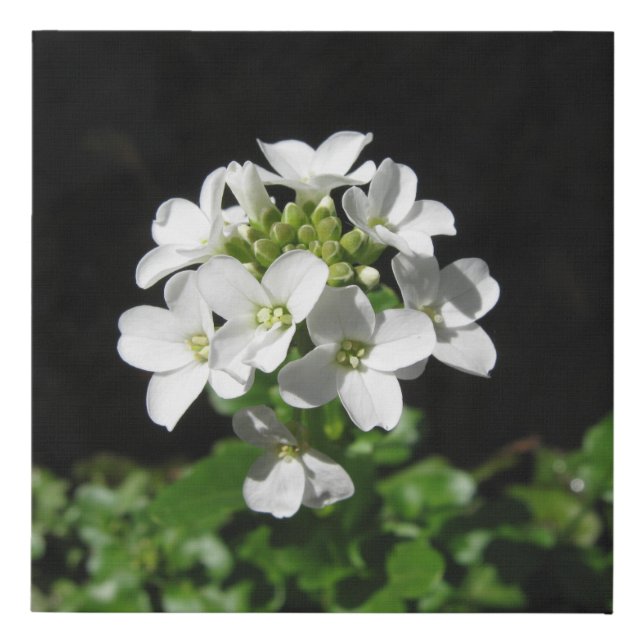 White Flowers  Faux Canvas Print (Front)