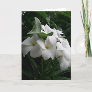 White Flowers Greeting Card
