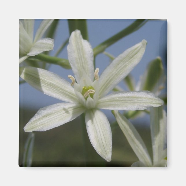 White Flowers Magnet (Front)