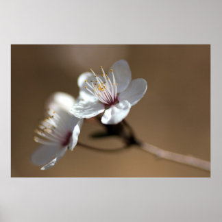 White flowers on a brown background poster