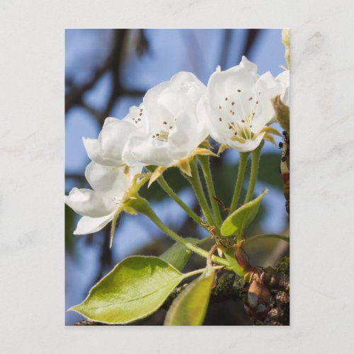 white flowers on trees postcard