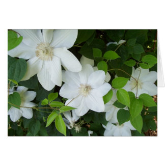 White flowers on vine cards