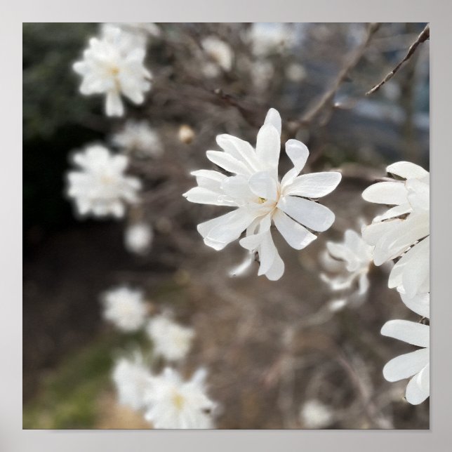 White Flowers Photo Poster (Front)