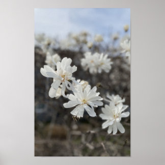 White Flowers Photo Poster