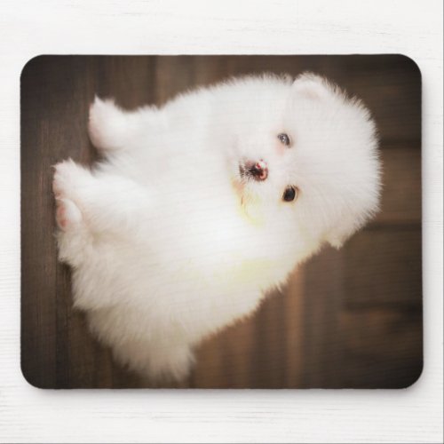 White Fluffy Puppy Pomeranian Pretty Pomeranian Mouse Pad