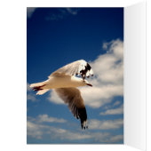 White Flying Sea Gull, (Inside (Left))