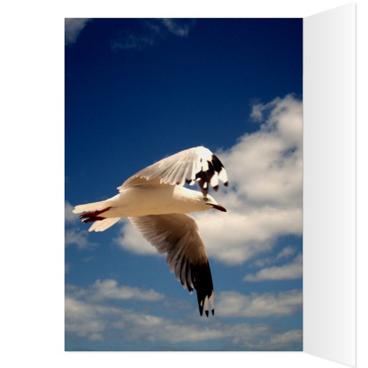 White Flying Sea Gull, (Inside (Left))