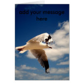 White Flying Sea Gull, (Front)