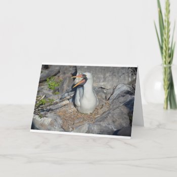 White Footed Nazca Boobie On Her Nest Card by llaureti at Zazzle