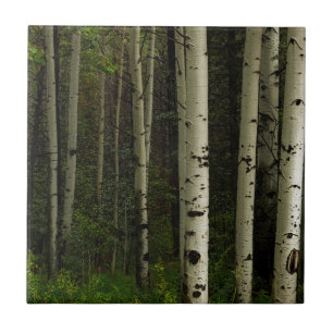 White Forest Ceramic Tile
