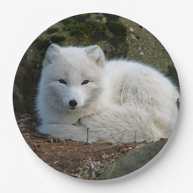 White Fox Photo Paper Plates (Front)