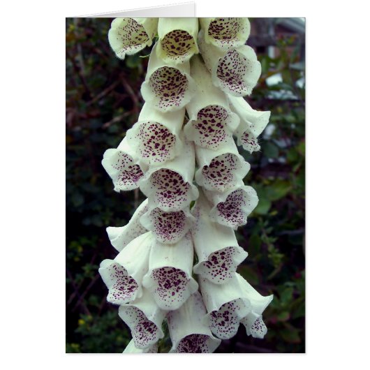 White Foxglove Cards (Front)
