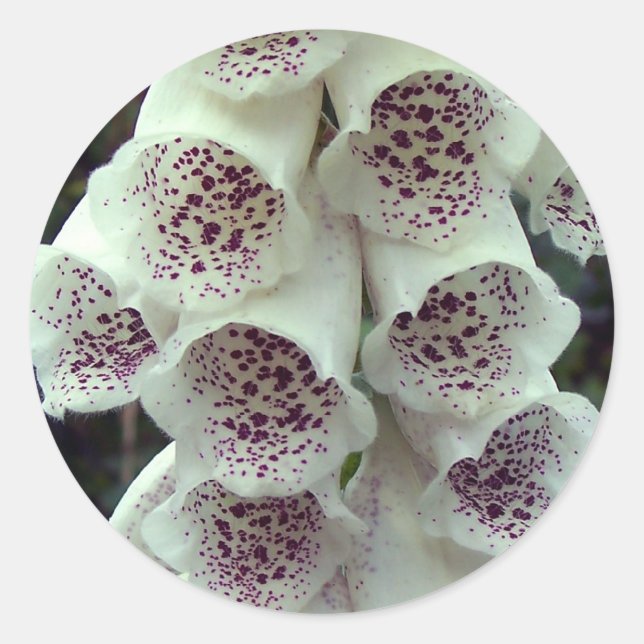 White Foxglove Classic Round Sticker (Front)