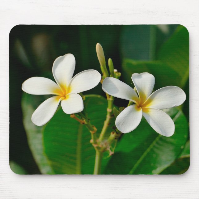 White Frangipani Mouse Pad (Front)