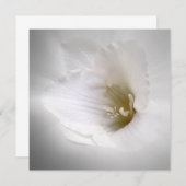 white freesia (Front/Back)