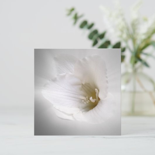 white freesia (Standing Front)