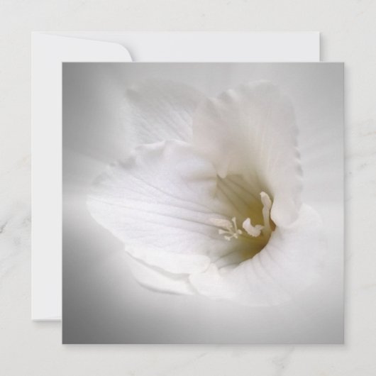 white freesia (Front)