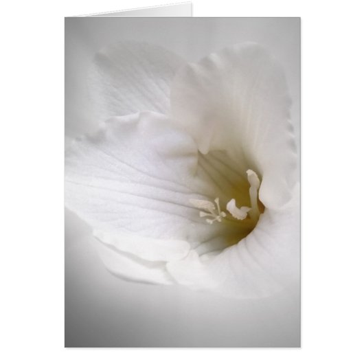 white freesia cards (Front)