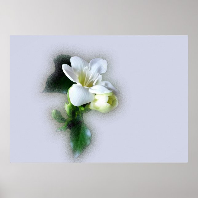 white freesia flower poster (Front)