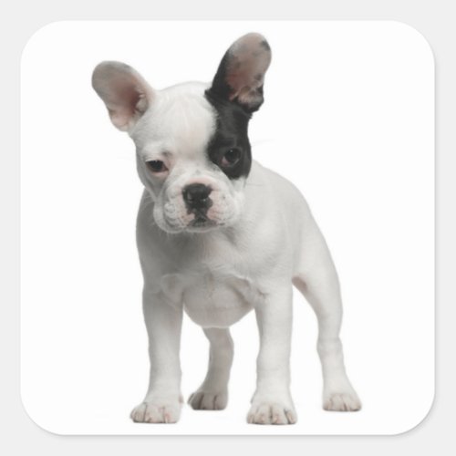 White French Bulldog Puppy Dog Black Eye Square Sticker