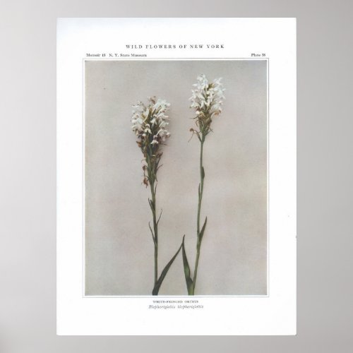 White_Fringed Orchis Poster