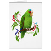 White Fronted Amazon (Front)