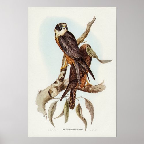 White_fronted Falcon by Elizabeth Gould Poster