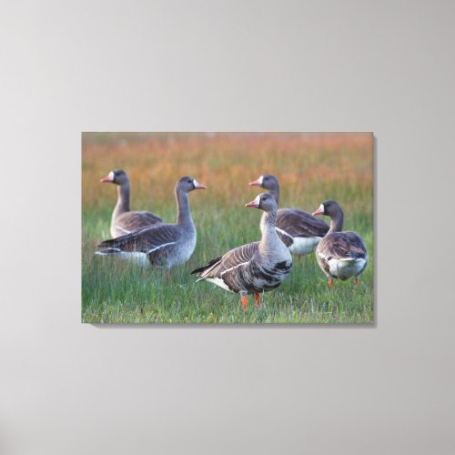 White_fronted Geese Canvas Print