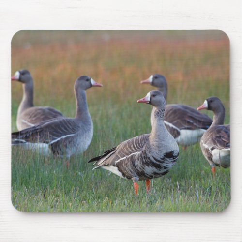 White_fronted Geese Mouse Pad