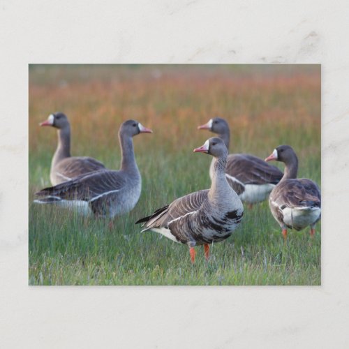 White_fronted Geese Postcard