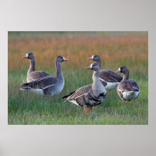 White_fronted Geese Poster
