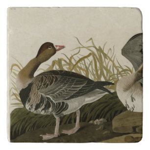 White-fronted Goose from Audubon Birds of America Trivet