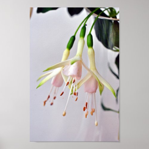 White Fuchsia Hawkshead Summer Flower Poster