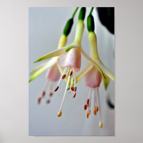 White Fuchsia Hawkshead Summer Flower Poster