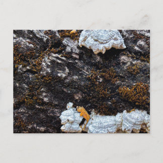 White Fungus on Dark Bark Postcard