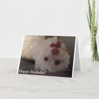 White, Funny Puppy Happy Birthday card