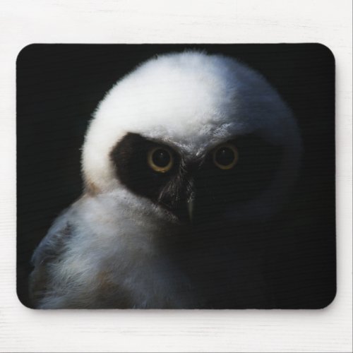 White Fuzzy Owl with Piercing Gaze Mouse Pad