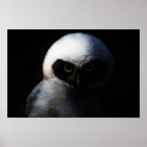 White Fuzzy Owl with Piercing Gaze Poster