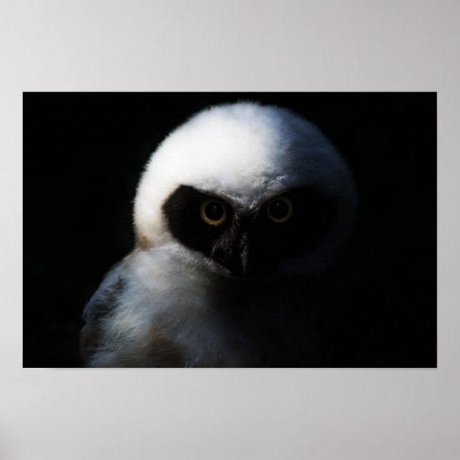 White Fuzzy Owl with Piercing Gaze Poster (Front)