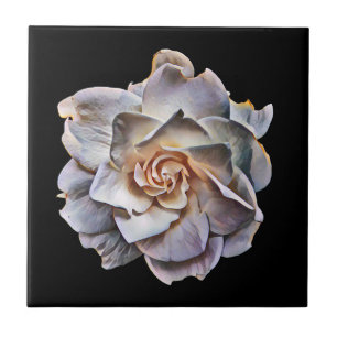 White Gardenia Black Background Ceramic Tile