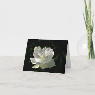White Gardenia Blossom Note Card