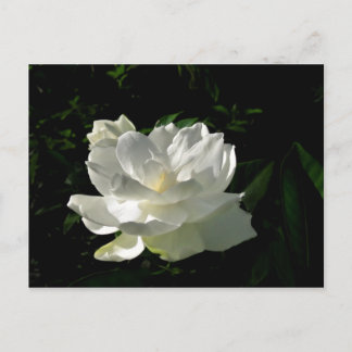 White Gardenia Blossom Postcard